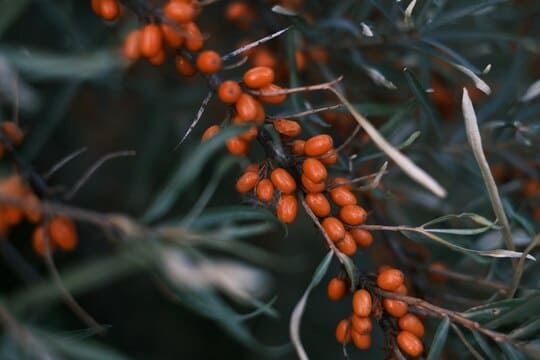 Compozitia Bogata in Vitamine si Minerale a Catinei